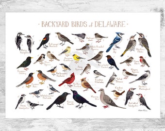 Delaware Backyard Birds Field Guide Art Print / Watercolor Painting Print / Birdwatching Wall Art / Nature Print / Bird Poster