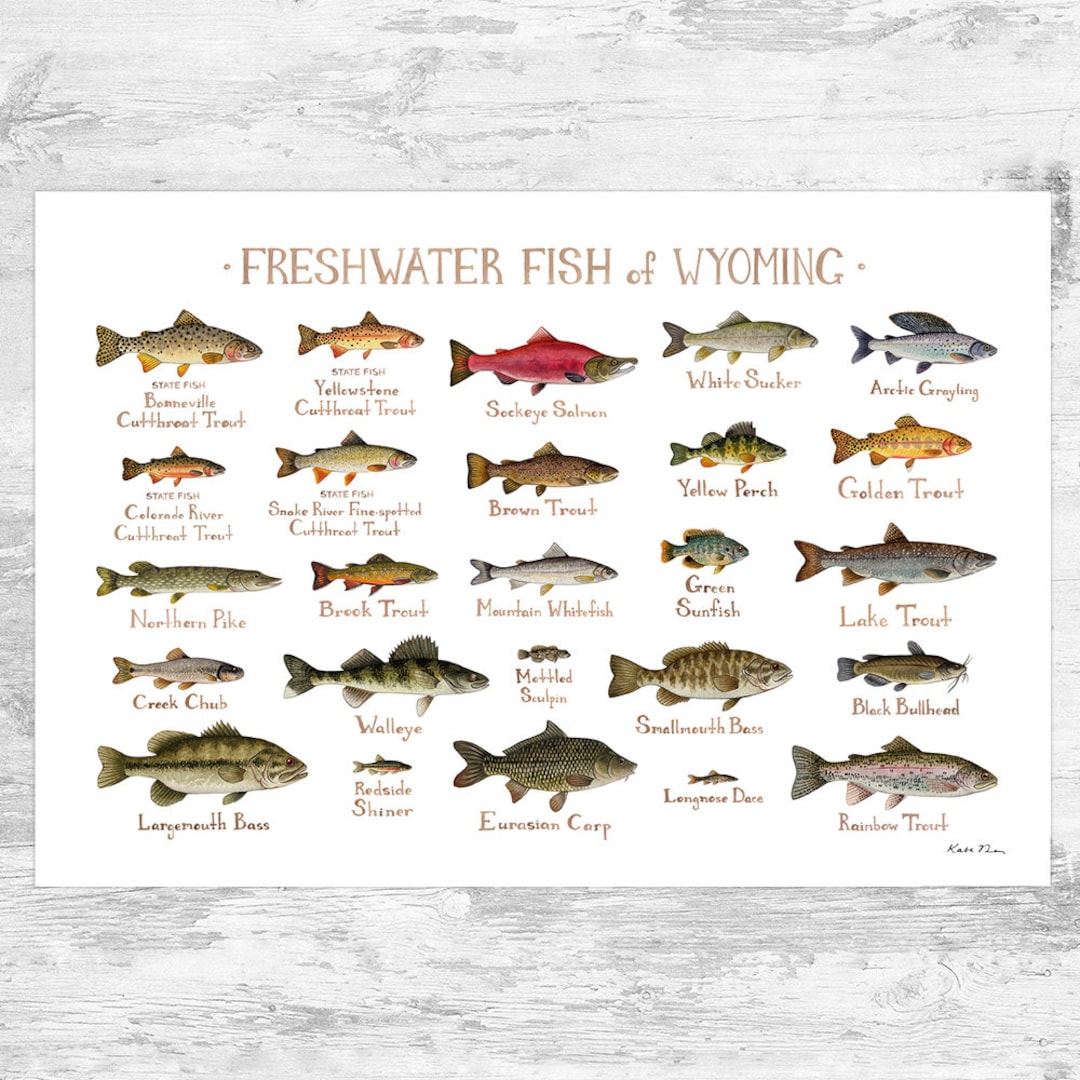 Wyoming Freshwater Fish Field Guide Art Print / Fish Nature Etsy