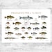 see more listings in the Freshwater Fish Prints section