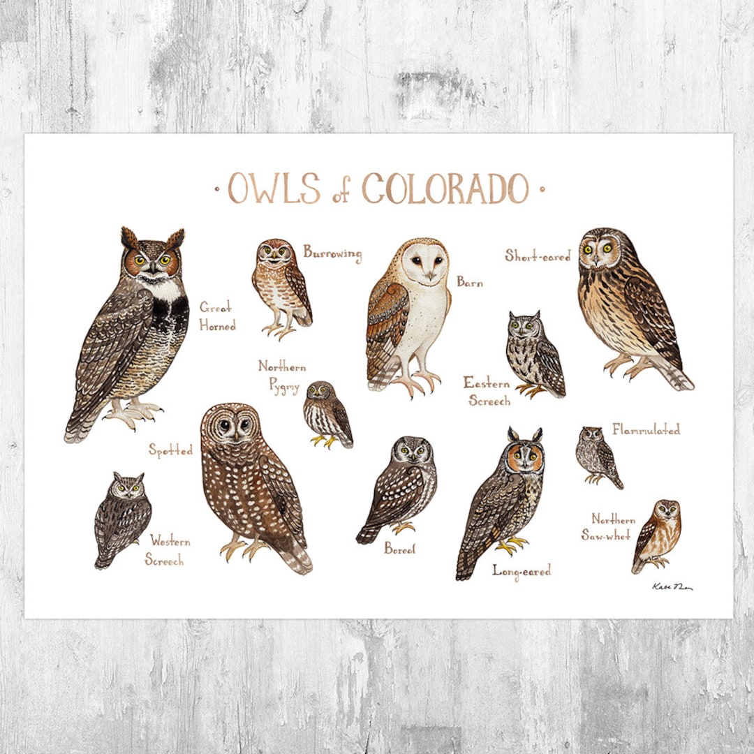 L Oiseau Du Colorado Poésie A Imprimer Colorado Owls Field Guide Art Print / Aquarelle Peinture / Art - Etsy France