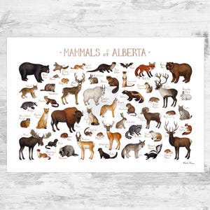Alberta Feld-Führer Naturdruck / Naturbild / Naturbild / Naturbild / Naturbild / Naturposter / Naturbild / Naturbild / Naturbild / Naturbild / Naturbild