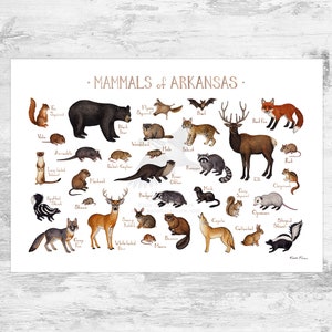 Arkansas Mammals Field Guide Art Print  / Animals of Arkansas / Watercolor Painting / Wall Art / Nature Print / Wildlife Poster