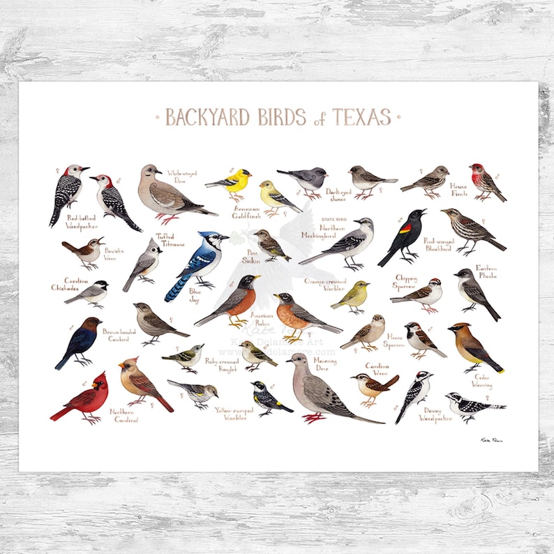 May include: A colorful illustrated guide to backyard birds of Texas. The poster features 25 different bird species, including the Northern Cardinal, Blue Jay, and American Goldfinch. Each bird is depicted in its natural colors and poses, with its common name printed below.