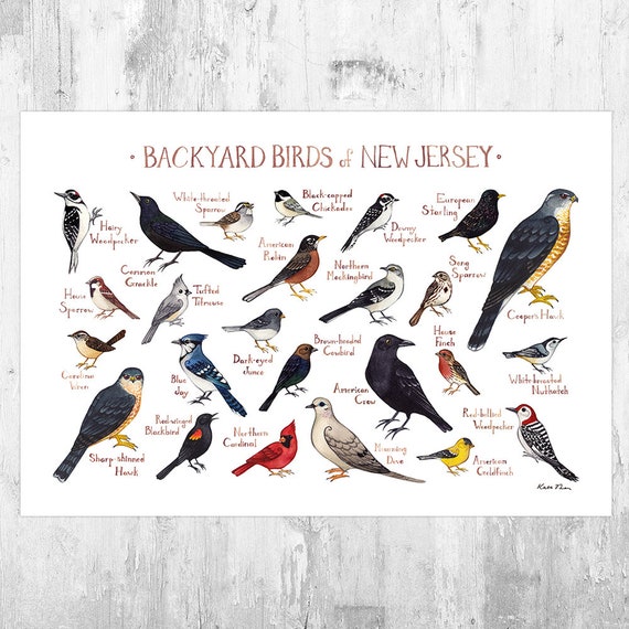 New Jersey Backyard Birds Field Guide 