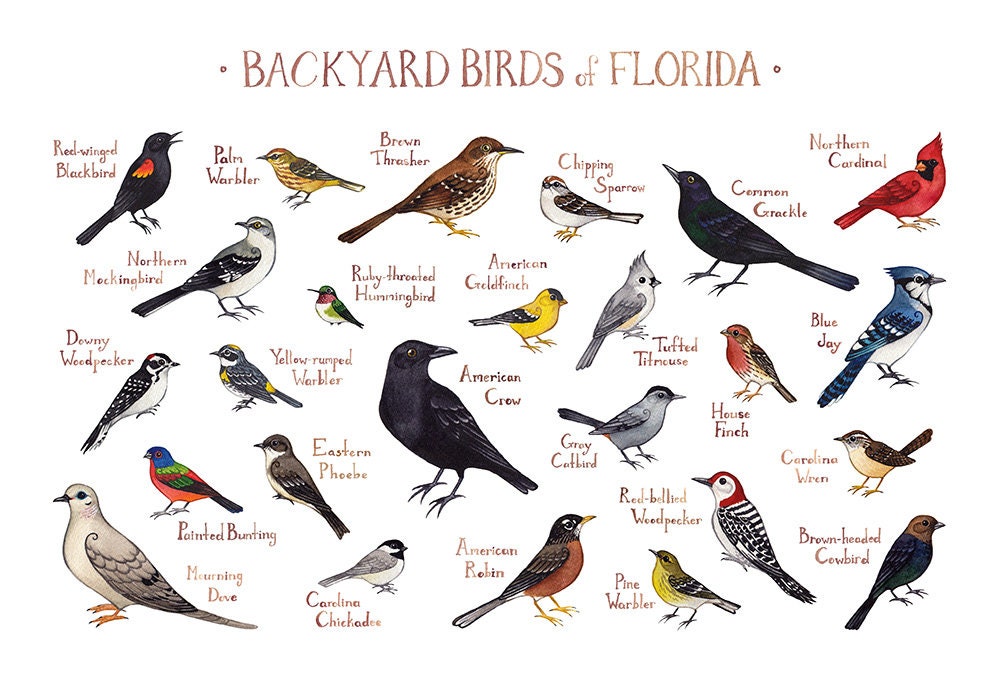 Florida Backyard Birds Field Guide Art Print / Watercolor Etsy