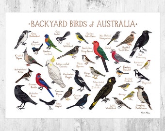 Australia Backyard Birds Field Guide Art Print / Watercolor Birds / Wall Art / Nature Print / Bird Poster