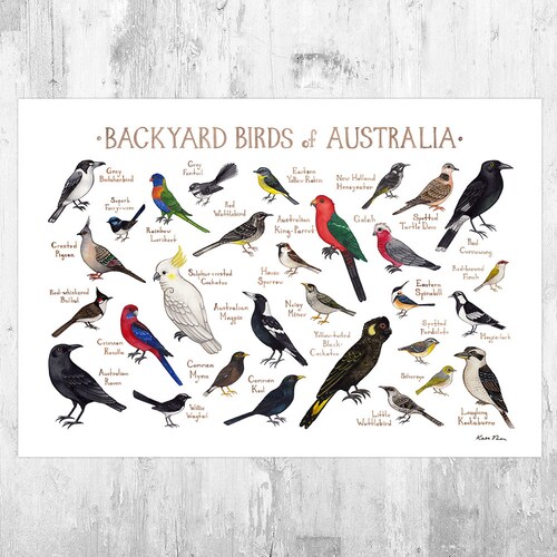 Australia Backyard Birds Field Guide Art Print / Watercolor Etsy
