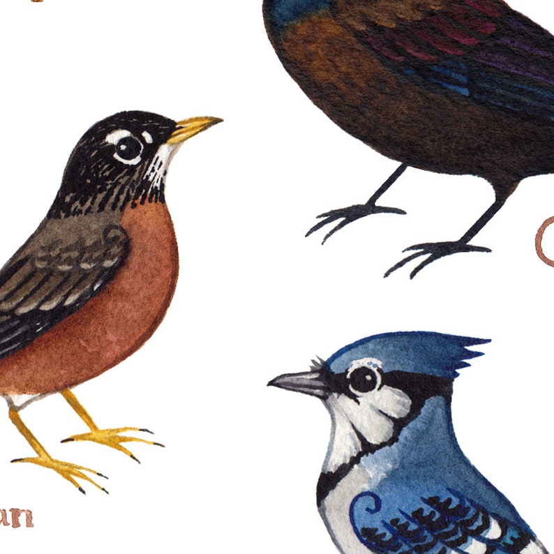 Nebraska Backyard Birds Field Guide Art Print / Watercolor | Etsy