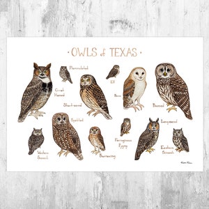 Texas Owls Field Guide Art Print / Watercolor Painting / Wall Art / Nature Print / Birds of Prey Poster