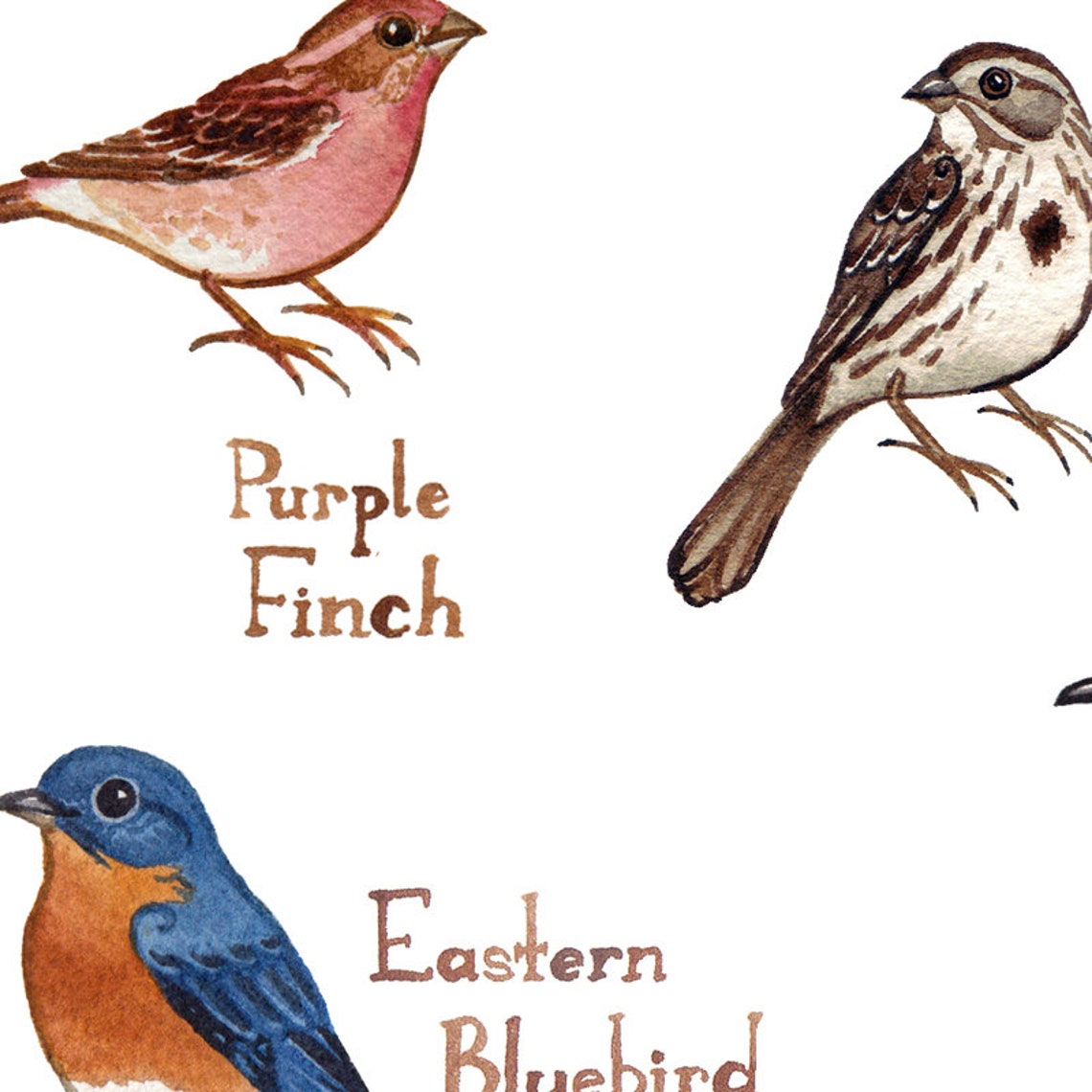 New Hampshire Backyard Birds Field Guide Art Print / Etsy