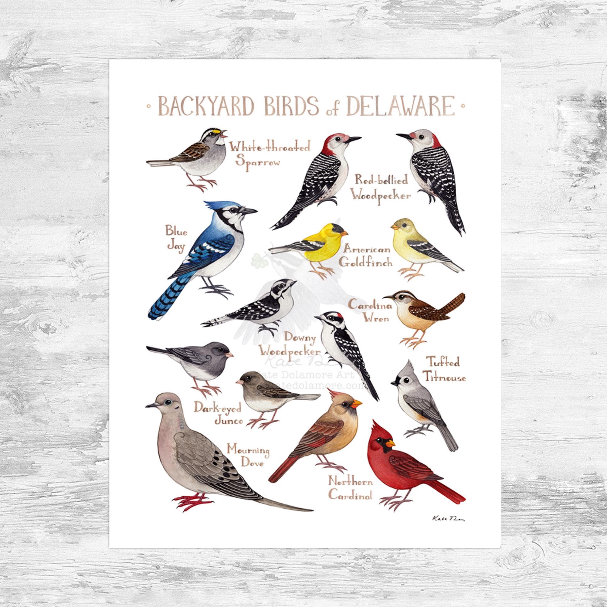 Delaware Backyard Birds Field Guide Art Print Mini 8x10 - Etsy