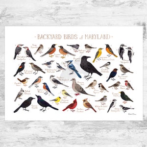 Maryland Backyard Birds Field Guide Art Print / Watercolor Painting Print / Birdwatching Wall Art / Nature Print / Bird Poster