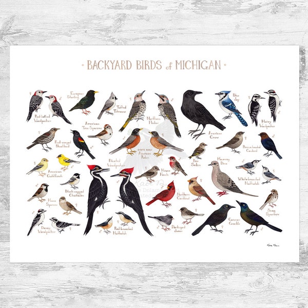Michigan Backyard Birds Field Guide Art Print / Impresión de pintura de acuarela / Arte de pared de observación de aves / Impresión de la naturaleza / Cartel de aves
