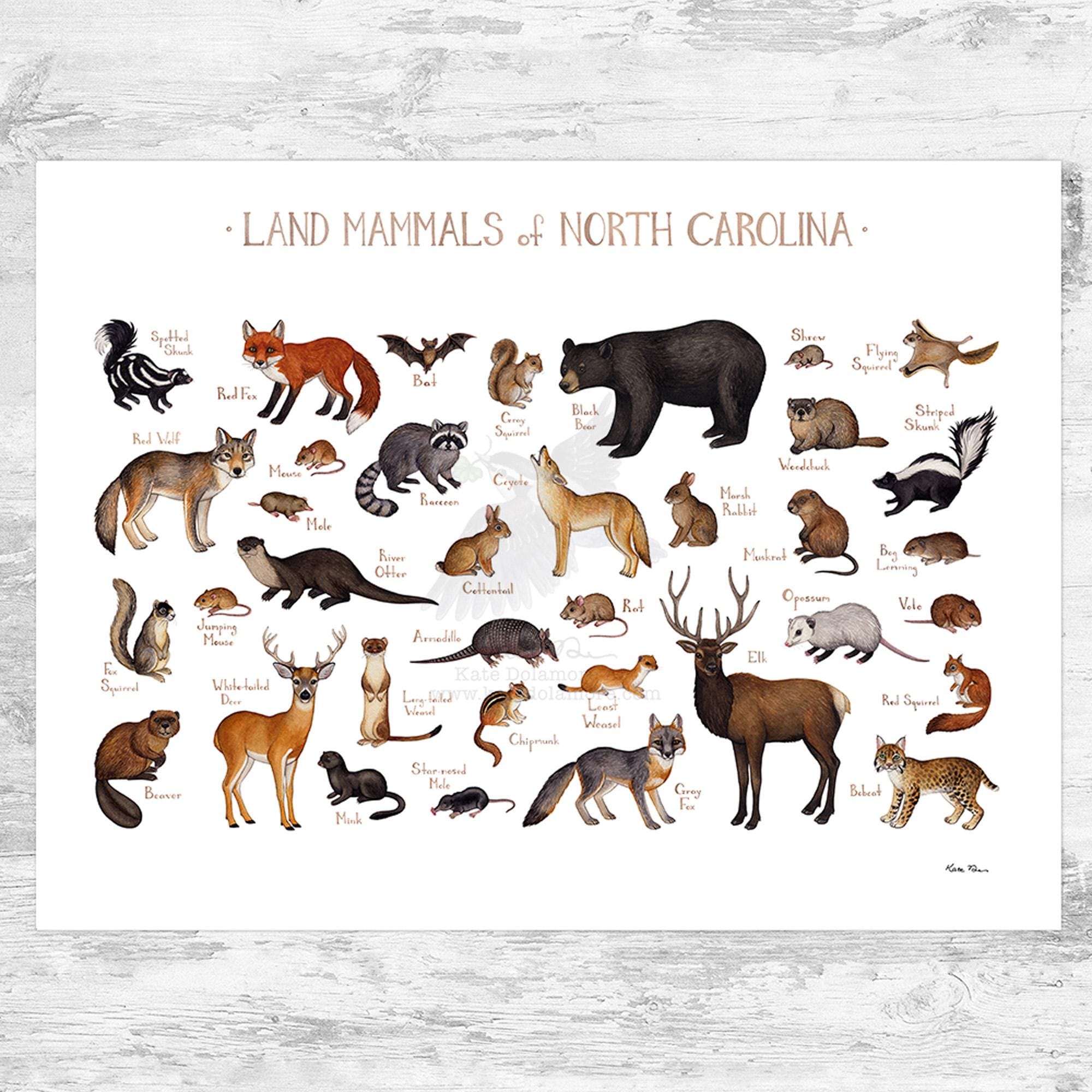 North Carolina Land Mammals Field Guide Art Print / Animals of North Carolina / Watercolor Painting / Nature Art Print / Wildlife Poster - Etsy north-carolina-land-mammals-field-guide-art-print-animals-of-north-carolina-watercolor-painting-nature-art-print-wildlife-poster-etsy