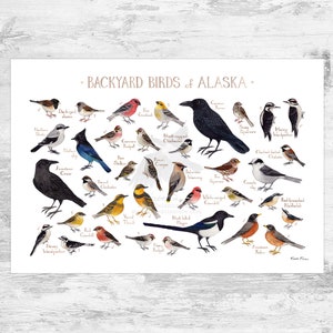 Alaska Backyard Birds Field Guide Art Print / Watercolor Painting Print / Birdwatching Wall Art / Nature Print / Bird Poster