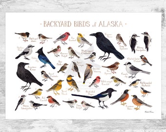 Alaska Backyard Birds Field Guide Art Print / Watercolor Painting Print / Birdwatching Wall Art / Nature Print / Bird Poster