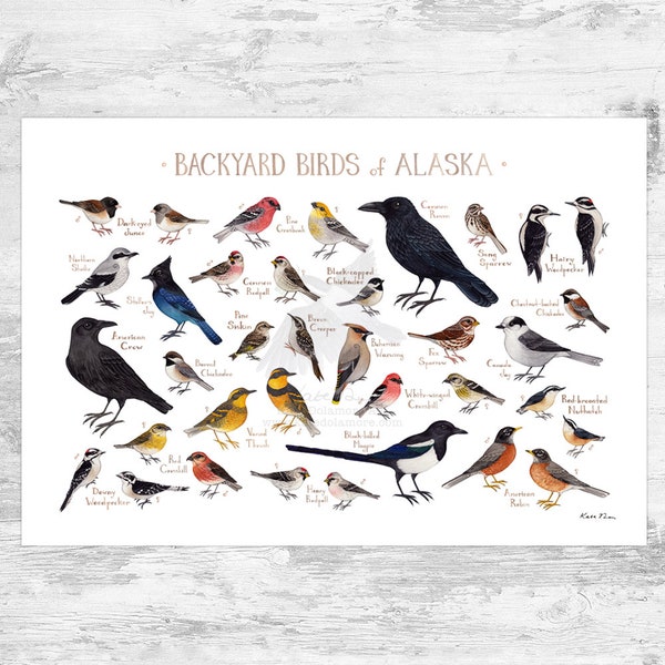 Alaska Backyard Birds Field Guide Art Print / Watercolor Painting Print / Birdwatching Wall Art / Nature Print / Bird Poster