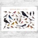 Florida Backyard Birds Field Guide Art Print / Watercolor Painting ...