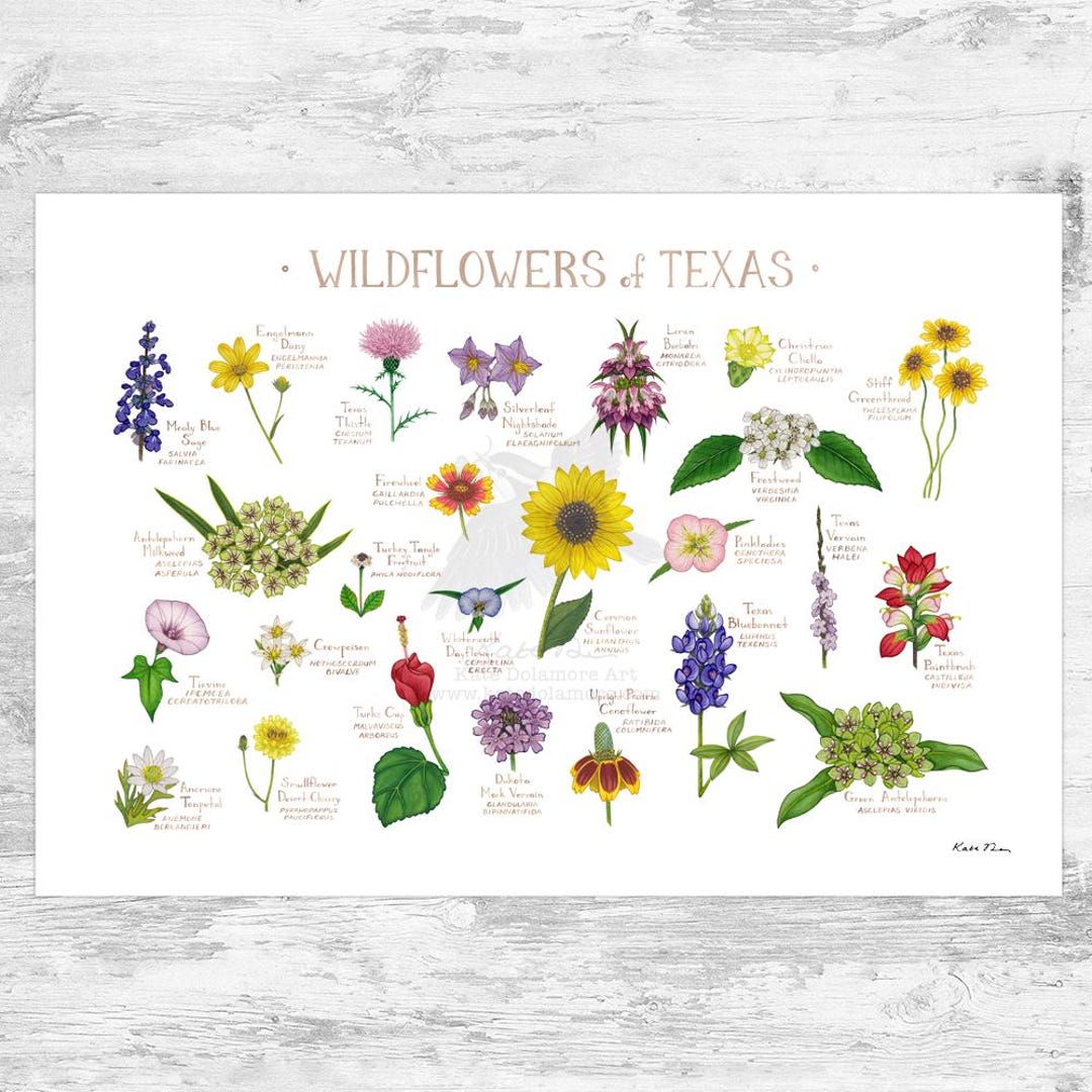 Texas Wildflowers Field Guide Art Print / Common Flowers of Texas