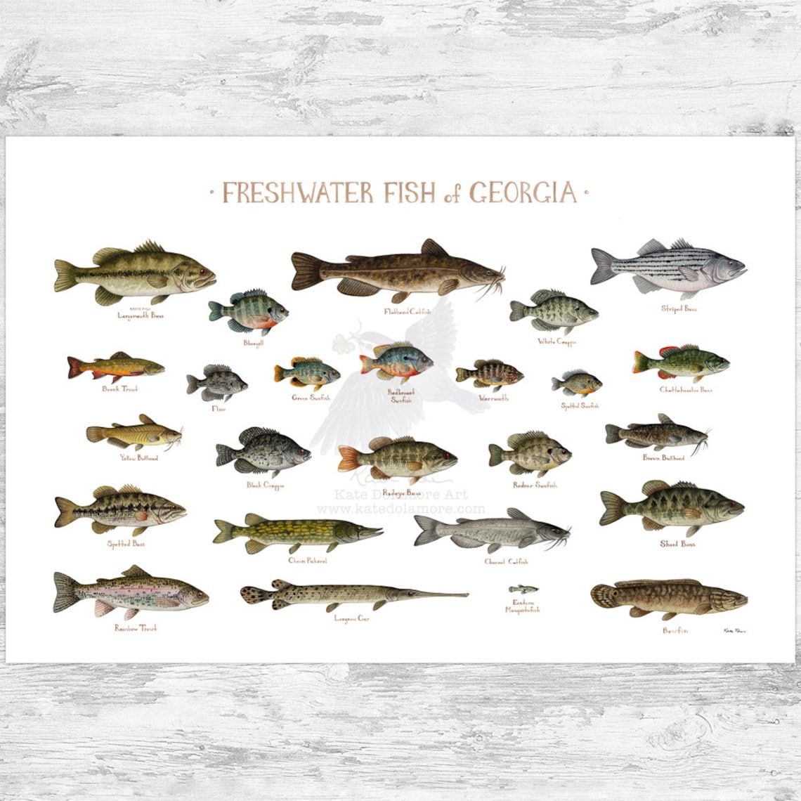 Georgia Freshwater Fish Field Guide Art Print / Fish Nature Study ...