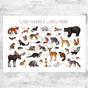 New York Land Landtiere Field Guide Kunstdruck / Tiere aus New York / Aquarell Malerei / Naturdruck / Wildtier Poster