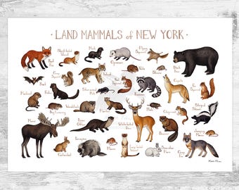 May include: A colorful illustrated guide to the land mammals of New York State. The poster features a variety of animals, including a moose, deer, fox, squirrel, beaver, and more. Each animal is labeled with its common name.
