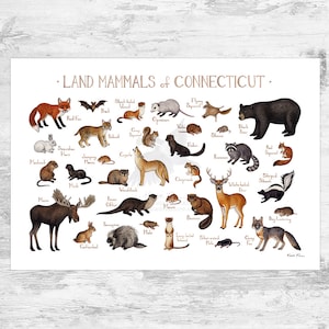 Connecticut Land Mammals Field Guide Art Print  / Animals of Connecticut / Watercolor Painting / Wall Art / Nature Print / Wildlife Poster