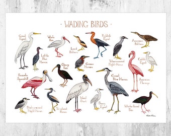 Wading Birds Field Guide Art Print / Watercolor Painting / Wall Art / Nature Prints / Water Birds / Bird Poster