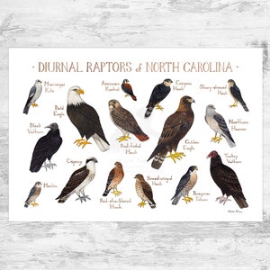 Guía de campo de aves rapaces diurnas de Carolina del Norte (impresión artística) / Halcones, águilas y buitres / Estudio de la naturaleza / Póster de aves rapaces