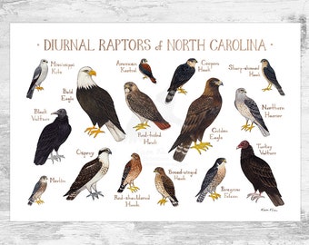 Op de afbeelding: Een geïllustreerde gids voor de dagactieve roofvogels van North Carolina. De gids toont 13 verschillende roofvogels, waaronder de Amerikaanse zeearend, de visarend, de rode buizerd en de slechtvalk. Elke vogel is afgebeeld in een realistische stijl met zijn gebruikelijke naam eronder.