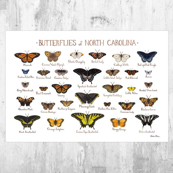 North Carolina Butterflies Field Guide Art Print / Butterfly Poster / Watercolor Painting / Wall Art / Nature Print