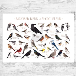 Guía de campo de aves de patio trasero de Rhode Island Impresión artística / Impresión de pintura de acuarela / Arte mural de observación de aves / Impresión de naturaleza / Póster de aves