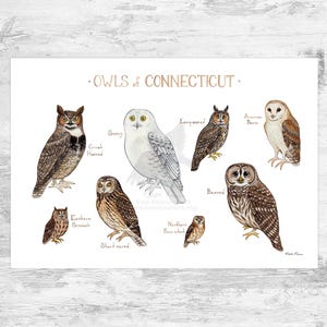 Puede incluir: Una impresi&oacute;n en acuarela titulada "Owls of Connecticut" con ilustraciones de varias especies de b&uacute;hos, incluyendo el Gran b&uacute;ho cornudo, el B&uacute;ho nival y el B&uacute;ho barrado. La obra de arte muestra representaciones detalladas del plumaje y las caracter&iacute;sticas de cada b&uacute;ho.