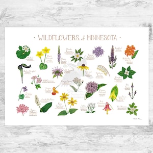 Impression d'art guide de terrain fleurs sauvages du Minnesota / fleurs communes du Minnesota / affiche de plantes indigènes du Minnesota