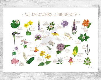 Minnesota Wildflowers Field Guide Art Print / Common Flowers of Minnesota / Minnesota Native Plants Poster