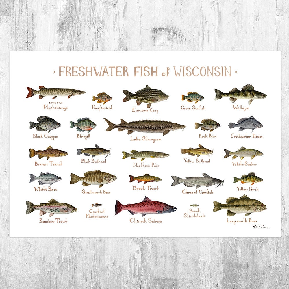 Wisconsin Freshwater Fish Field Guide Art Print / Fish Nature Study Poster  
