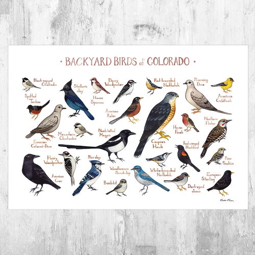 Colorado Backyard Birds Field Guide Art Print / Watercolor Etsy