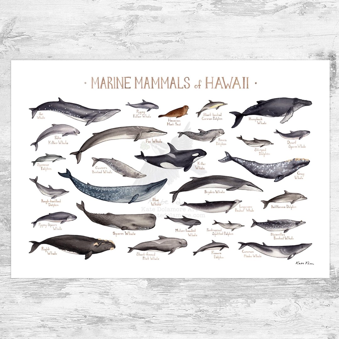 Hawaii Marine Mammals Field Guide Art Print / Pacific Ocean Animals ...