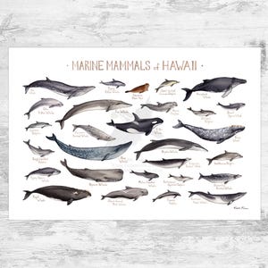 Impresión artística de la Guía de campo de mamíferos marinos de Hawái / Póster de animales del océano Pacífico con ballenas y delfines