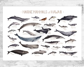 May include: An illustrated guide to the marine mammals of Hawaii. The poster features watercolor paintings of various whales, dolphins, and seals, including the blue whale, humpback whale, and monk seal. The poster is titled "Marine Mammals of Hawaii."