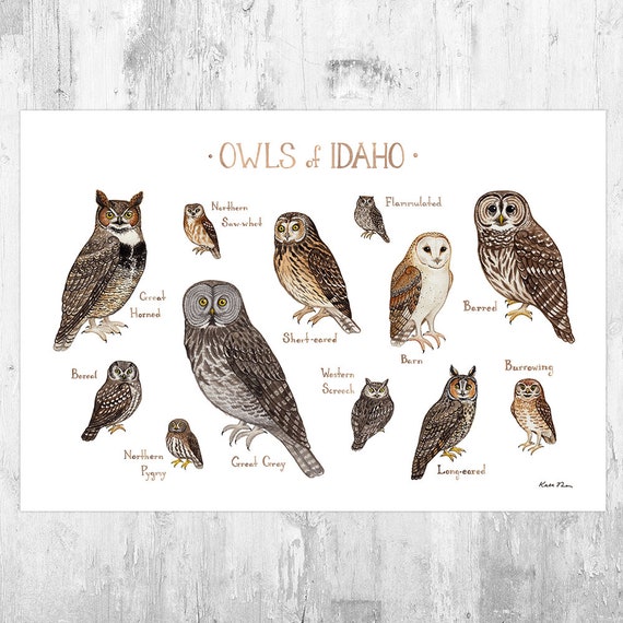 Idaho Owls Field Guide Art Print / Watercolor Painting / Wall Etsy