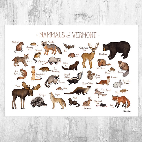 Vermont Mammals Field Guide Art Print / Animals of Vermont / Etsy