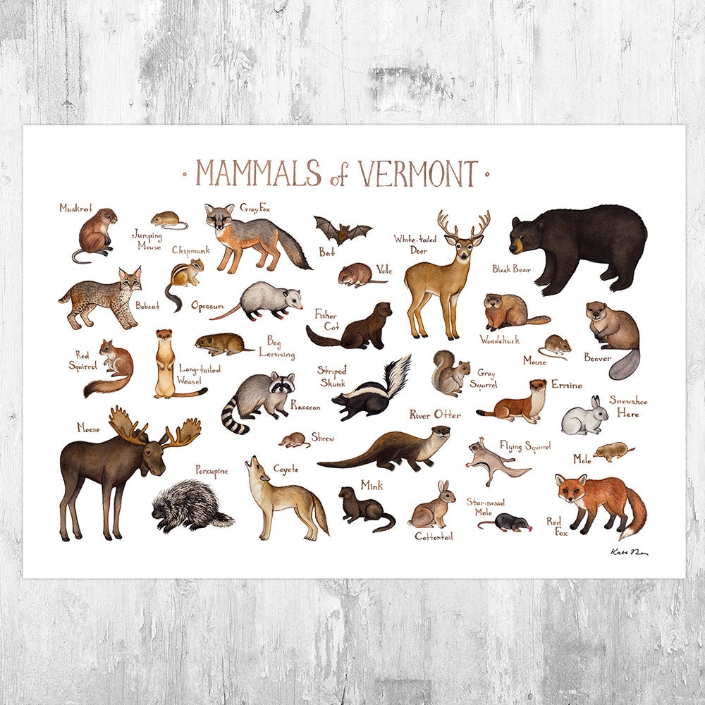 Vermont Mammals Field Guide Art Print / Animals of Vermont / Etsy