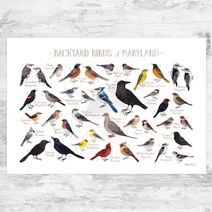 Impression d'art du Maryland Backyard Birds Field Guide / Impression de peinture aquarelle / Art mural observation des oiseaux / Impression de la nature / Poster d'oiseaux