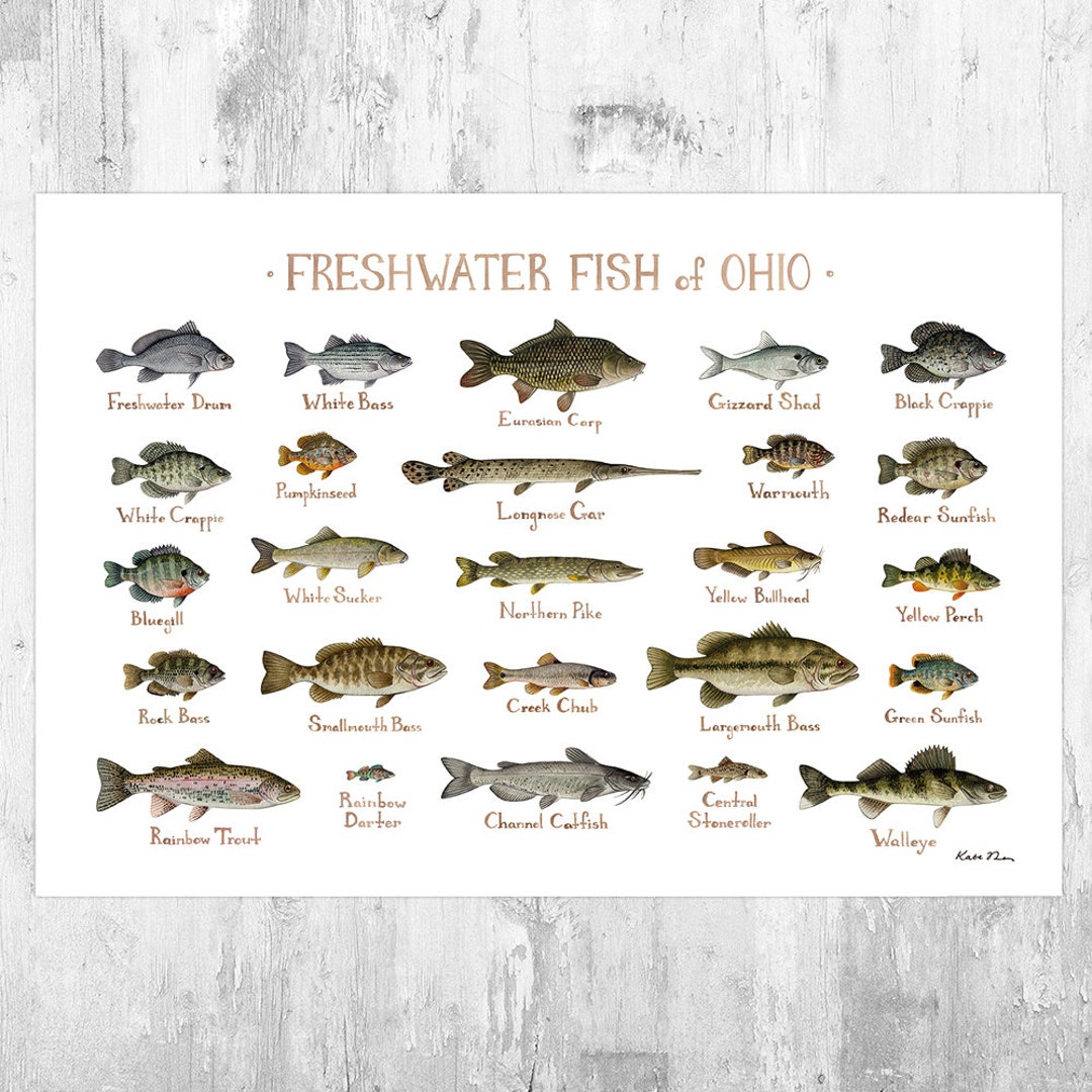 Ohio Freshwater Fish Field Guide Art Print / Fish Nature Study Poster