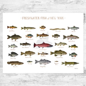 Impression d'art du guide de terrain sur les poissons d'eau douce de New York / Poster d'étude de la nature des poissons 24x18