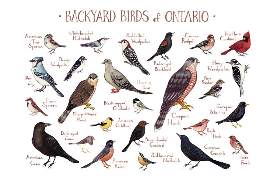Ontario Backyard Birds Field Guide Art Print / Watercolor Etsy