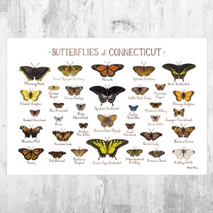 Connecticut Butterflies Field Guide Art Print / Butterfly Poster / Watercolor Painting / Wall Art / Nature Print