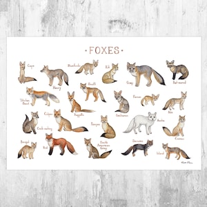 Foxes of the World Field Guide Art Print  / Watercolor Fox Nature Poster