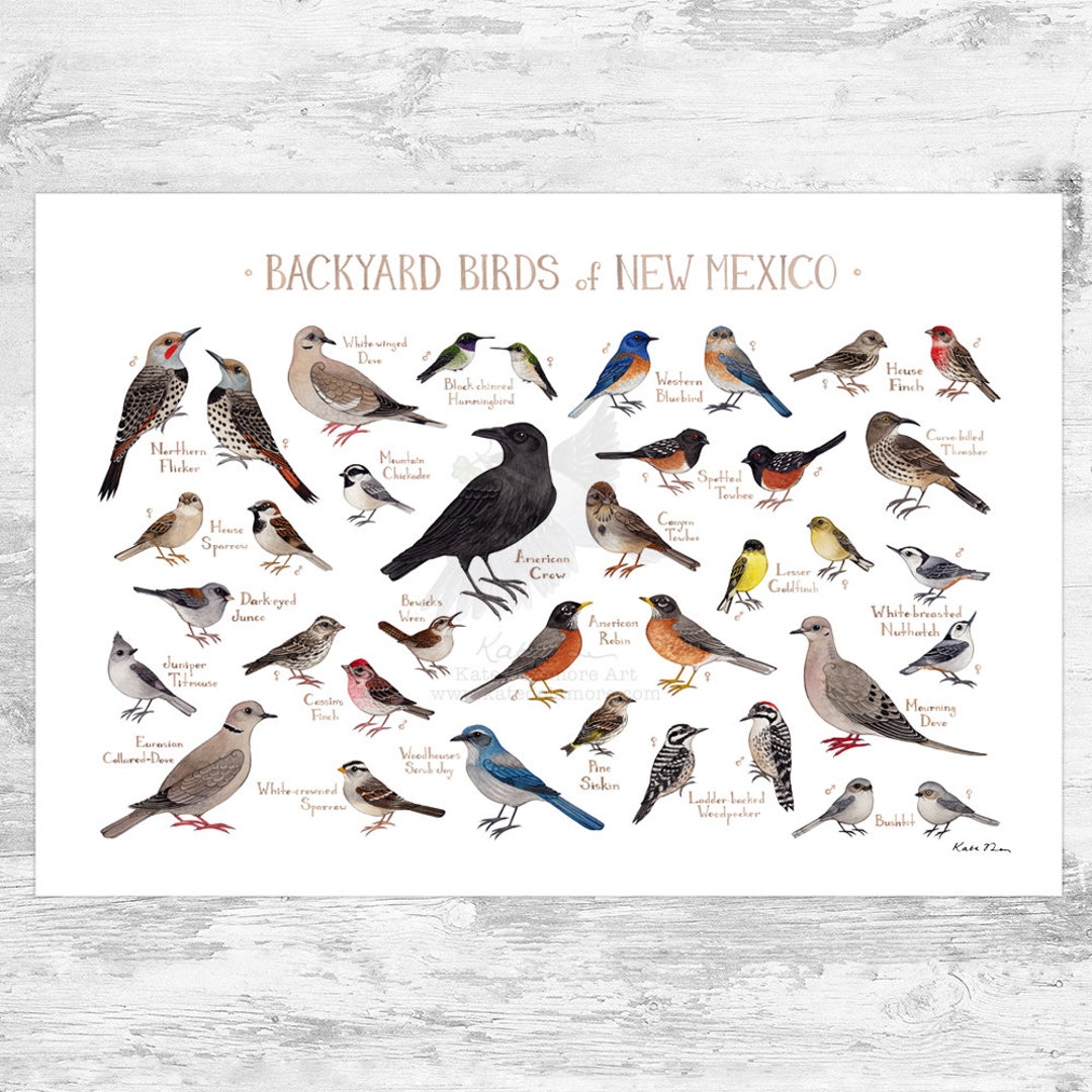 New Mexico Backyard Birds Field Guide Art Print / Watercolor picture